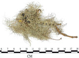 中文名:菘蘿屬(L00001511)學名:Usnea(L00001511)