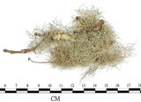 中文名:菘蘿屬(L00001511)學名:Usnea(L00001511)