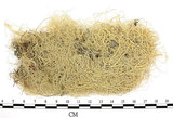 中文名:菘蘿屬(L00001519)學名:Usnea(L00001519)