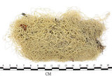 中文名:菘蘿屬(L00001519)學名:Usnea(L00001519)