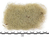 中文名:長枝菘蘿(L00001531)學名:Usnea longissima Ach.(L00001531)