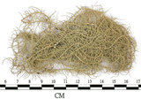 中文名:菘蘿屬(L00001551)學名:Usnea(L00001551)