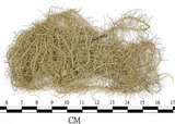 中文名:菘蘿屬(L00001551)學名:Usnea(L00001551)