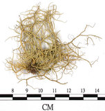 中文名:菘蘿屬(L00001560)學名:Usnea(L00001560)