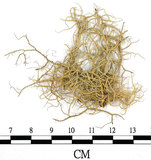 中文名:菘蘿屬(L00001560)學名:Usnea(L00001560)