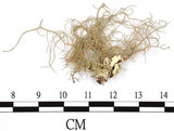 中文名:菘蘿屬(L00001562)學名:Usnea(L00001562)