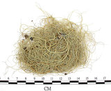 中文名:菘蘿屬(L00001583)學名:Usnea(L00001583)