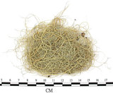 中文名:菘蘿屬(L00001583)學名:Usnea(L00001583)