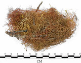 中文名:菘蘿屬(L00001589)學名:Usnea(L00001589)