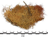 中文名:菘蘿屬(L00001589)學名:Usnea(L00001589)