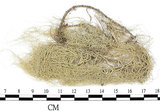 中文名:菘蘿屬(L00001591)學名:Usnea(L00001591)