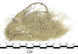 中文名:菘蘿屬(L00001591)學名:Usnea(L00001591)