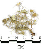 中文名:菘蘿屬(L00001594)學名:Usnea(L00001594)