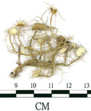 中文名:菘蘿屬(L00001594)學名:Usnea(L00001594)