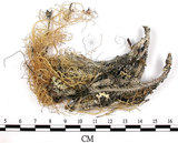 中文名:菘蘿屬(L00001603)學名:Usnea(L00001603)