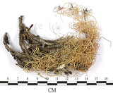 中文名:菘蘿屬(L00001603)學名:Usnea(L00001603)