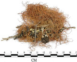 中文名:菘蘿屬(L00001605)學名:Usnea(L00001605)