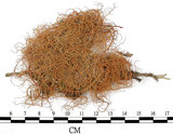 中文名:菘蘿屬(L00001605)學名:Usnea(L00001605)