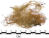 中文名:菘蘿屬(L00001607)學名:Usnea(L00001607)