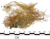 中文名:菘蘿屬(L00001607)學名:Usnea(L00001607)