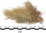 中文名:菘蘿屬(L00001608)學名:Usnea(L00001608)