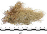 中文名:菘蘿屬(L00001608)學名:Usnea(L00001608)