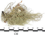 中文名:菘蘿屬(L00001625)學名:Usnea(L00001625)