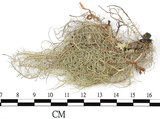 中文名:菘蘿屬(L00001625)學名:Usnea(L00001625)