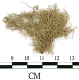 中文名:菘蘿屬(L00001626)學名:Usnea(L00001626)