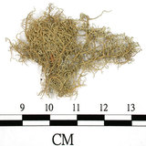 中文名:菘蘿屬(L00001626)學名:Usnea(L00001626)