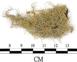 中文名:菘蘿屬(L00001627)學名:Usnea(L00001627)