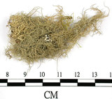 中文名:菘蘿屬(L00001627)學名:Usnea(L00001627)