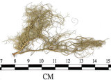 中文名:菘蘿屬(L00001630)學名:Usnea(L00001630)