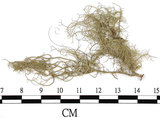 中文名:菘蘿屬(L00001630)學名:Usnea(L00001630)