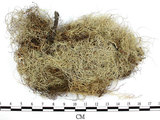 中文名:菘蘿屬(L00001653)學名:Usnea(L00001653)