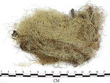 中文名:菘蘿屬(L00001653)學名:Usnea(L00001653)