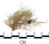 中文名:菘蘿屬(L00001682)學名:Usnea(L00001682)