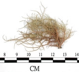 中文名:菘蘿屬(L00001682)學名:Usnea(L00001682)