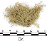 中文名:菘蘿屬(L00001700)學名:Usnea(L00001700)