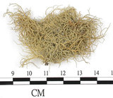 中文名:菘蘿屬(L00001700)學名:Usnea(L00001700)