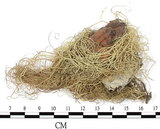 中文名:菘蘿屬(L00001703)學名:Usnea(L00001703)