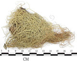 中文名:菘蘿屬(L00001703)學名:Usnea(L00001703)