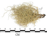 中文名:菘蘿屬(L00001705)學名:Usnea(L00001705)