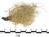 中文名:菘蘿屬(L00001705)學名:Usnea(L00001705)