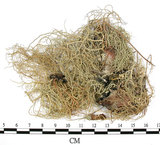 中文名:菘蘿屬(L00001707)學名:Usnea(L00001707)