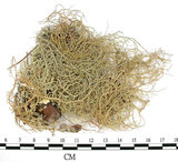 中文名:菘蘿屬(L00001707)學名:Usnea(L00001707)