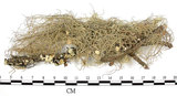 中文名:菘蘿屬(L00001719)學名:Usnea(L00001719)