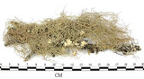 中文名:菘蘿屬(L00001719)學名:Usnea(L00001719)