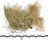 中文名:菘蘿屬(L00001720)學名:Usnea(L00001720)