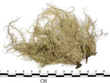 中文名:菘蘿屬(L00001721)學名:Usnea(L00001721)